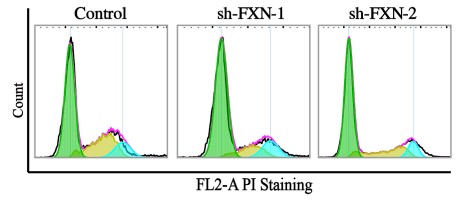 Effects of FXN suppression in HT-1080 cells.jpg